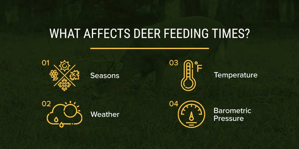 What affects deer feeding times